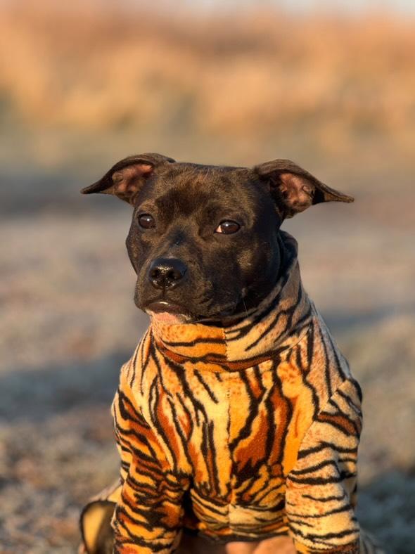 Waterproof Fleece Suit in Tiger Print Design Also Available as a Jumper Tankie or Coat