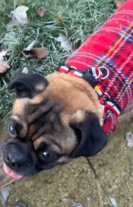 Waterproof Fleece Suit in Red Tartan Print Design Also Available as a Jumper Tankie or Coat