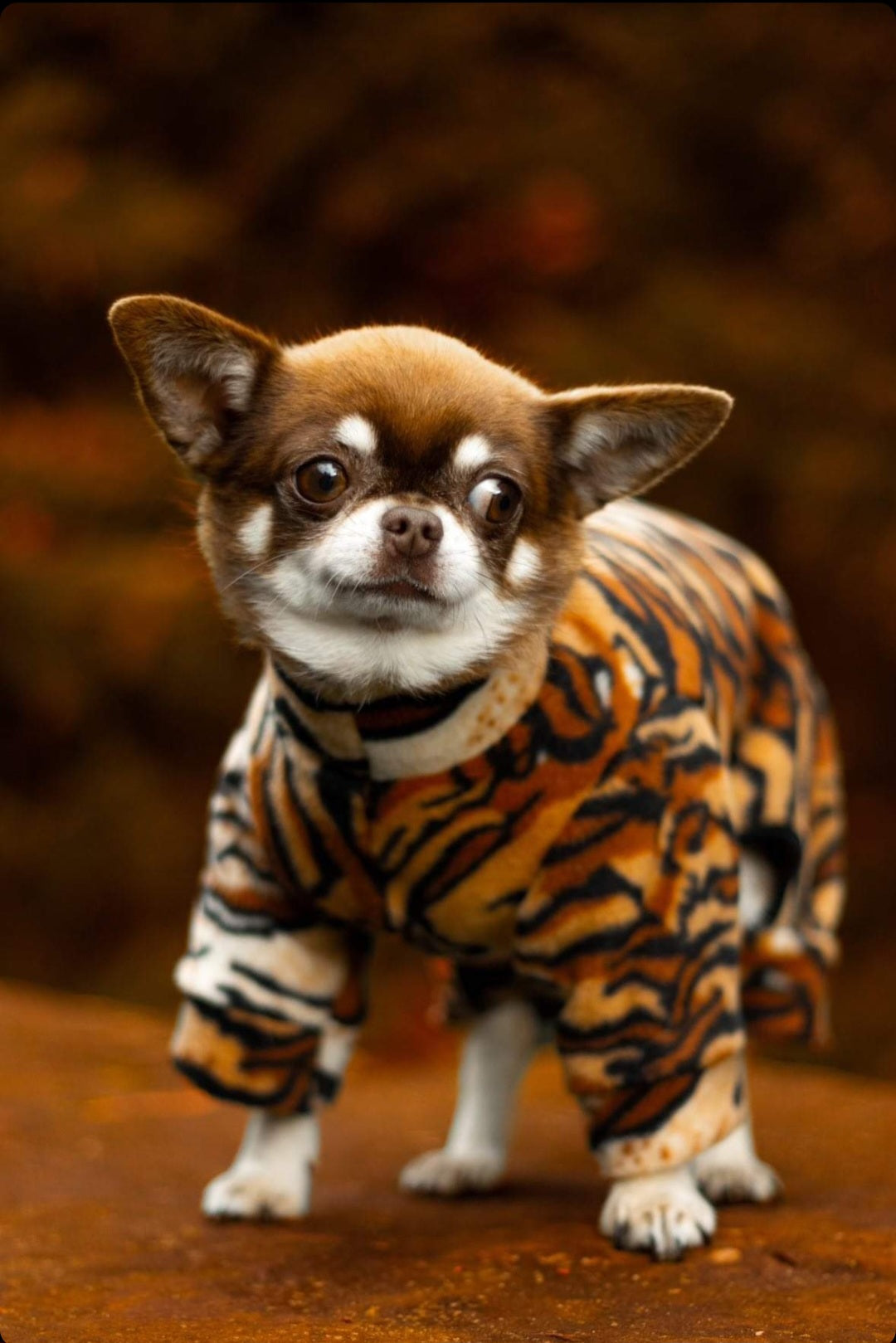 Waterproof Fleece Suit in Tiger Print Design Also Available as a Jumper Tankie or Coat
