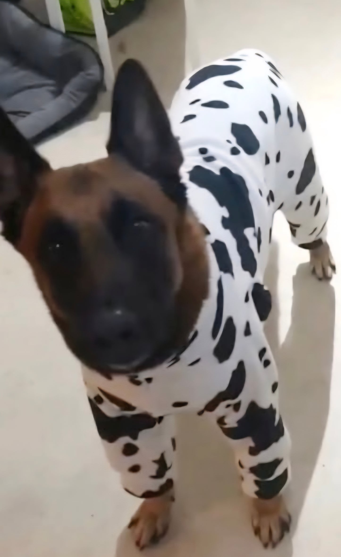 Waterproof Fleece Suit in Cow Print Design Also Available as a Jumper Tankie or Coat